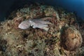 Octopus underwater in Andaman sea, Thailand