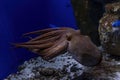 Swimming octopus underwater close up portrait