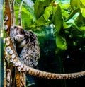 Octopus moves freely through the seaweed