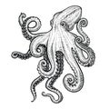 Octopus vector hand drawn illustration. Royalty Free Stock Photo