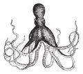 Octopus, vintage engraving