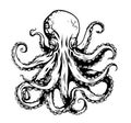 Octopus Vintage Vector Art isolated on white. Engraving style vector illustration of octopus.