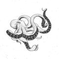 Octopus vintage on white