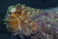Octopus vulgaris Royalty Free Stock Photo