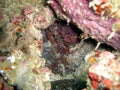 Octopus Vulgaris dives in the filipino sea 27.2.2017