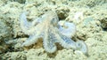 Octopus vulgaris, little common octopus.