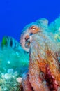 Octopus vulgaris in Mediterranean seabed