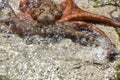 Octopus vulgaris wildlife animal