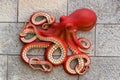 Octopus, wall coat of arms