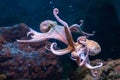 Octopus in water (lat. OctÃÂpoda) Royalty Free Stock Photo