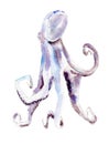 The octopus, watercolor illustration isolated on white.