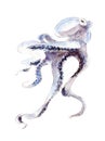 The octopus, watercolor illustration isolated on white.