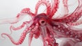 Octopus on white background. Close up view of octopus tentacles Royalty Free Stock Photo