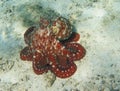 Octopuse. Rarotonga underwater