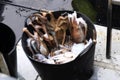 Octopuses in a basket on board