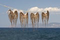 Octopuses drying on the string in Greece Royalty Free Stock Photo