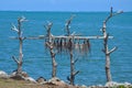 Octopuses drying in the sun Royalty Free Stock Photo