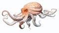 Single octopus separated on a white background. Generative AI