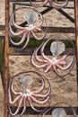 octopuss drying in the sun Royalty Free Stock Photo