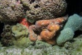 Octopus under water hiding under coral