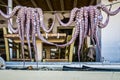 Octupus drying in the sun. Royalty Free Stock Photo