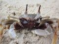 Ocypode ceratophthalma or Horn-eyed ghost crab. Royalty Free Stock Photo