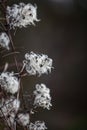 Od Man\'s Beard Growing in the Sussex Countryside in January