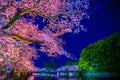 Odawara Castles moat cherry blossoms Royalty Free Stock Photo