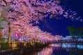 Odawara Castles moat cherry blossoms Royalty Free Stock Photo