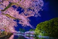 Odawara Castles moat cherry blossoms Royalty Free Stock Photo