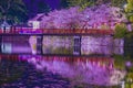 Odawara Castles moat cherry blossoms Royalty Free Stock Photo