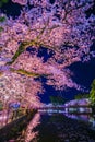 Odawara Castles moat cherry blossoms Royalty Free Stock Photo