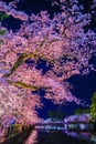 Odawara Castles moat cherry blossoms Royalty Free Stock Photo