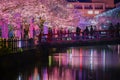 Odawara Castles moat cherry blossoms Royalty Free Stock Photo