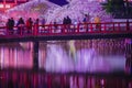 Odawara Castles moat cherry blossoms Royalty Free Stock Photo