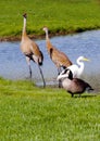 Odd assortment of birdsin a group