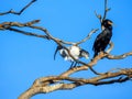The odd couple, black and white bird in the tree Royalty Free Stock Photo