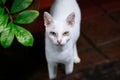 Odd eye white cat Royalty Free Stock Photo