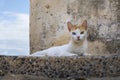 Odd eyed cat watching people passing by Royalty Free Stock Photo