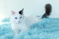 Odd eyed white cat lying on a light blue blanket Royalty Free Stock Photo