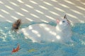 Odd eyed white cat lying on a light blue blanket Royalty Free Stock Photo