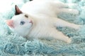 Odd eyed white cat lying sideways on a light blue blanket Royalty Free Stock Photo