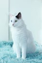 Odd eyed white cat sitting on a light blue blanket indoor Royalty Free Stock Photo