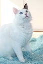 Odd eyed white cat sitting on a light blue blanket indoor sideways Royalty Free Stock Photo