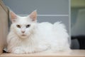 Odd eyed white maine coon - A cute white cat sit down and looking. Royalty Free Stock Photo