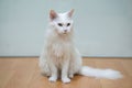 Odd eyed white maine coon - A cute white cat sit down and looking Royalty Free Stock Photo