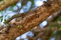 Odd Jabuticaba Tree with Fruits Growing from Trunk Royalty Free Stock Photo