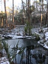 An odd look at snowy South Carolina - Hunting Island - USA Royalty Free Stock Photo