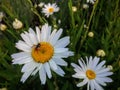 Odd looking Fly with a Red with black dots collecting nectar and pollen from white and yellow daisy in cottage Garden in Utah Royalty Free Stock Photo