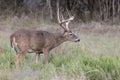 Odd looking rack on whitetail buck Royalty Free Stock Photo